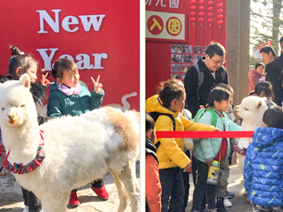 2026世界杯足球官网幼儿园开展“我和羊驼交朋友”亲近自然互动体验活动